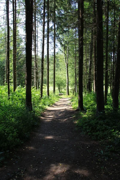 Droit chemin dans les bois — Photo