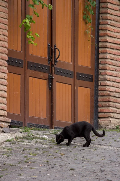 Black cat in front of the gates — Stock Photo, Image