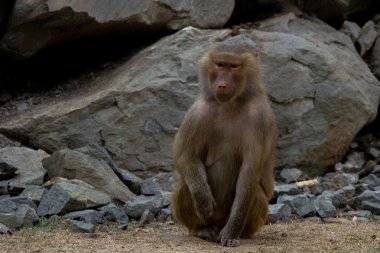 maymun hamadryad oturan