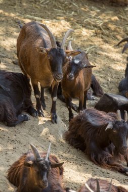 dağ keçileri kayanın üzerinde dinlenme