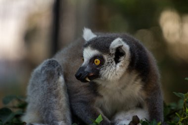 Dalı Ring-Tailed Maki