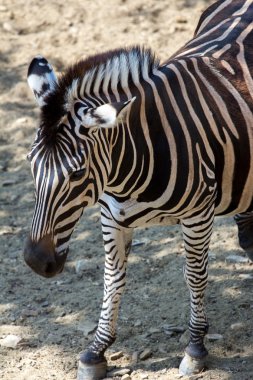 Zebra yakın çekim kafa