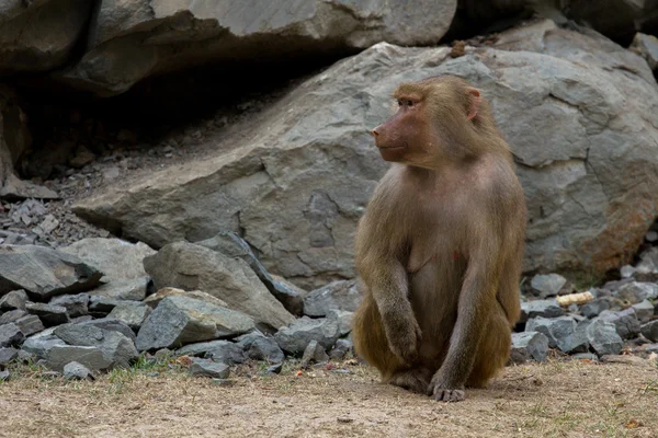 Sentado babuíno hamadryad — Fotografia de Stock