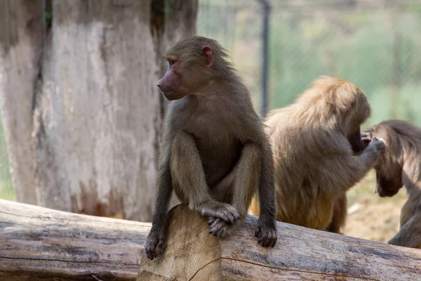 Hamadryas babuínos preparação envolvidos — Fotografia de Stock