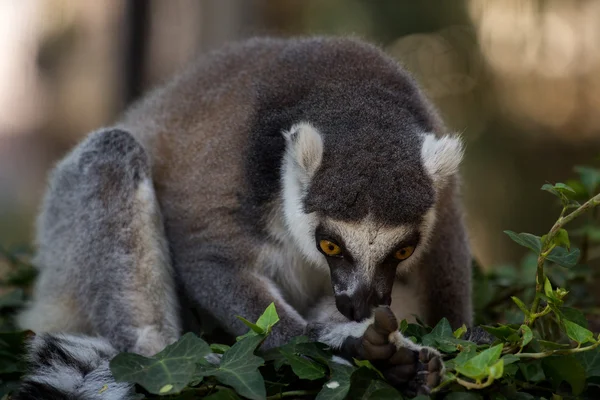 Lémurien à queue cerclée sur la branche — Photo