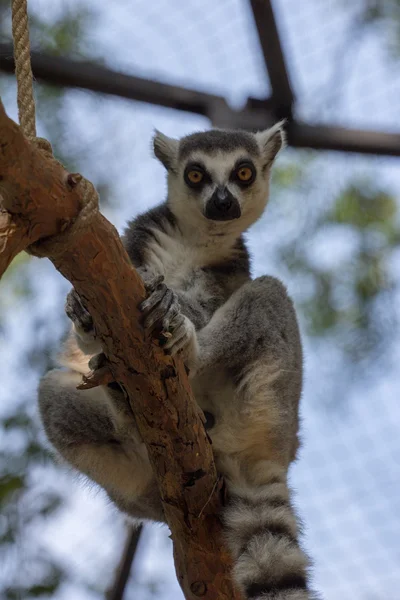 Lemur Kata na větvi — Stock fotografie