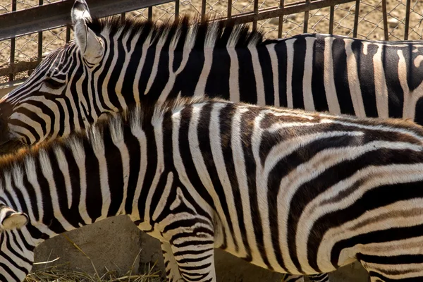 Zebra close-up cabeça — Fotografia de Stock