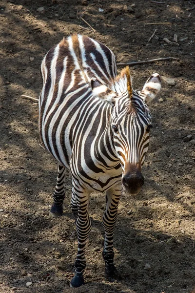 Zebra close-up cabeça — Fotografia de Stock