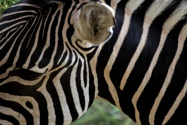 Zebra close-up cabeça — Fotografia de Stock