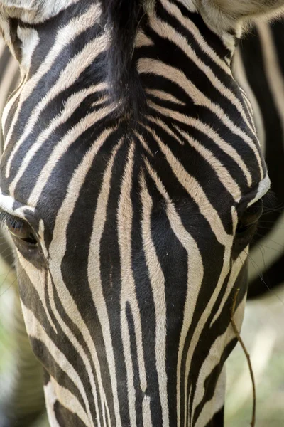 Zebra close-up cabeça — Fotografia de Stock