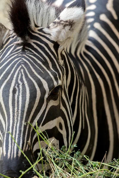 Zebra close-up cabeça — Fotografia de Stock