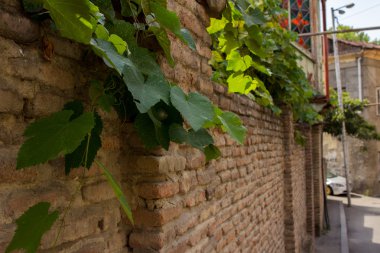 tuğla duvar üzüm eski şehir ile
