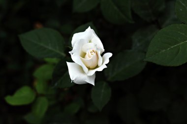 çay-gül tomurcuğu yaprakları bir arka plan üzerinde