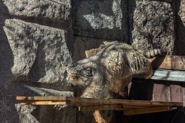 Pallas 'ın kedisi (Otocolobus manul), ayrıca manul olarak da adlandırılır - Orta Asya' nın otlaklarında ve bozkırlarında geniş fakat parçalanmış bir dağılımı olan küçük bir vahşi kedi..
