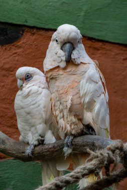 Pembe ve gri kakadu (