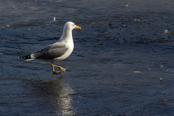 Gaviota Común Larus Canus Una Gaviota Tamaño Mediano Que Reproduce — Foto de Stock