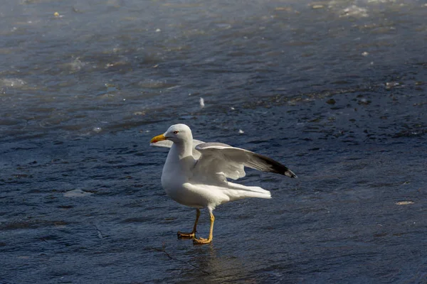 普通海鸥 Larus Canus 或海鸥 Sea Mew 是一种中型海鸥 在古北极 北欧和北美西北部繁殖 冰上的小鸟 — 图库照片