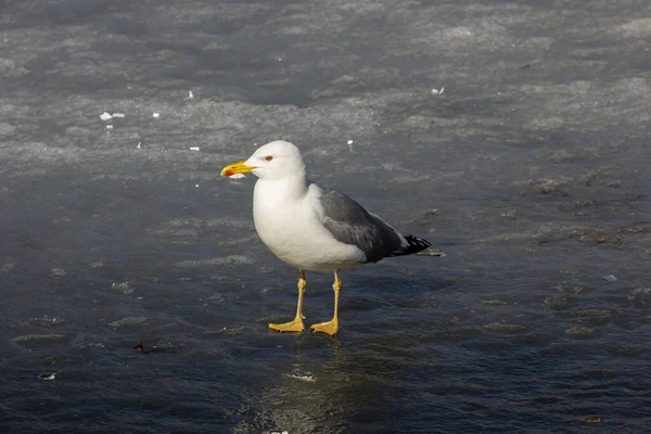 Die Möwe Larus Canus Ist Eine Mittelgroße Möwe Die Der — Stockfoto