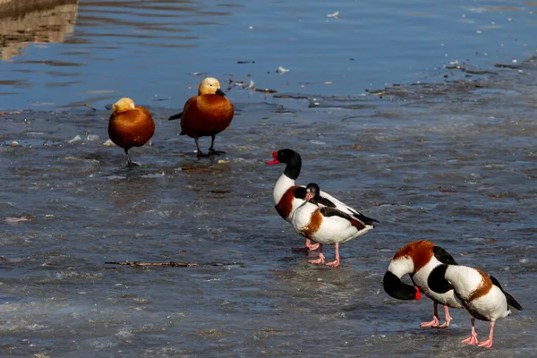 Couple Ruddy Shelduck Tadorna Ferruginea Known India Brahminy Duck Common — Stock Photo, Image