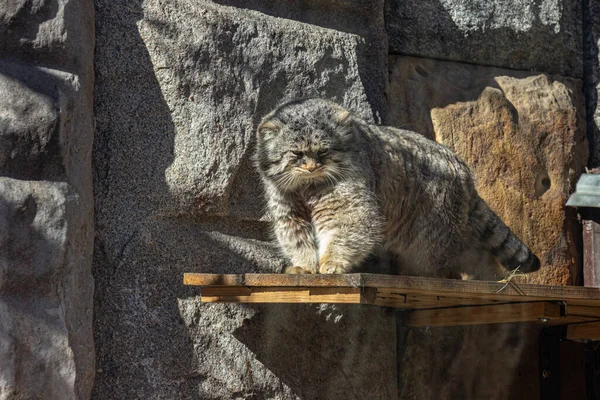 Pallas Cat Otocolobus Manul Also Called Manul Small Wild Cat — Stock Photo, Image