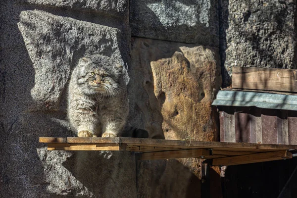 Kot Pallas Otocolobus Manul Zwany Również Manul Mały Dziki Kot — Zdjęcie stockowe