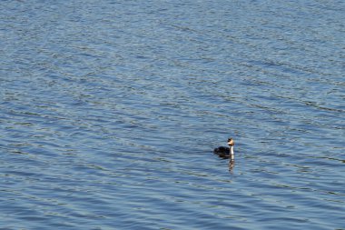 Büyük ibikli yunus (Podiceps kristali) balıkçılgiller (Podiceps) familyasının bir üyesidir..