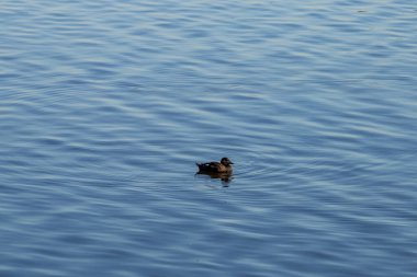 Moskova 'da nehirdeki ördekler. Şehirde kuşlar var..
