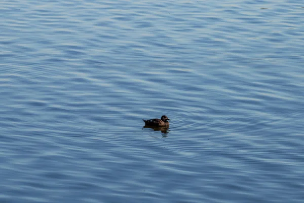 Canards Sur Rivière Dans Ville Moscou Oiseaux Dans Ville — Photo