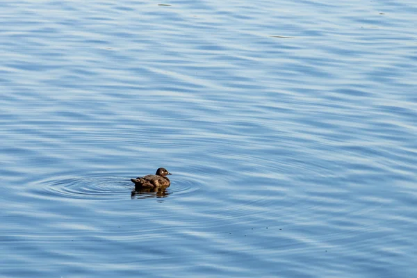 Patos Río Ciudad Moscú Aves Ciudad — Foto de Stock