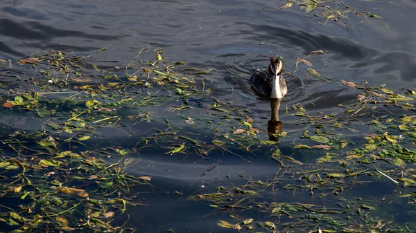 One Great Crested Grebe Podiceps Cristatus Member Grebe Family Water — 图库照片