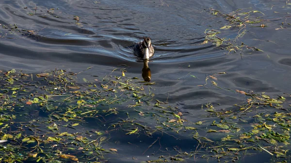 One Great Crested Grebe Podiceps Cristatus Member Grebe Family Water — 图库照片