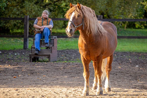 2020年9月27日 俄罗斯莫斯科 一匹棕色的马站在花园边的驯马师旁边 侧面看去 农场动物的培训 — 图库照片