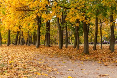 Parkta sonbahar akçaağacı. Düşen yapraklar yakın mesafede.