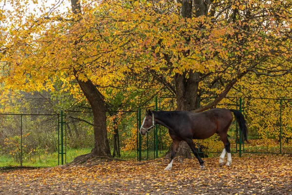 A brown horse in the autumn garden. Animals in the historical park of Moscow.