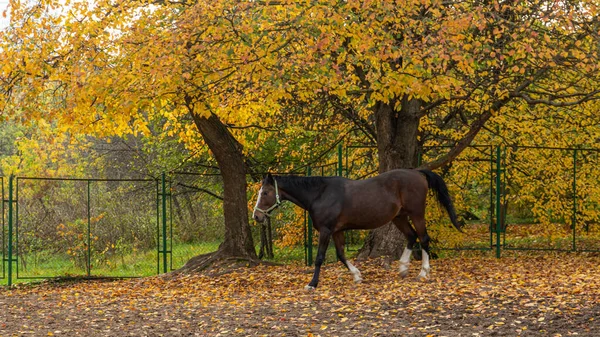 A brown horse in the autumn garden. Animals in the historical park of Moscow.