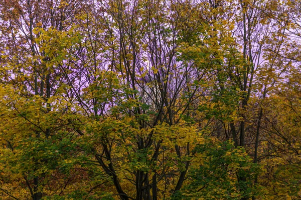 An old church behind autumn trees on background of blue cold sky.