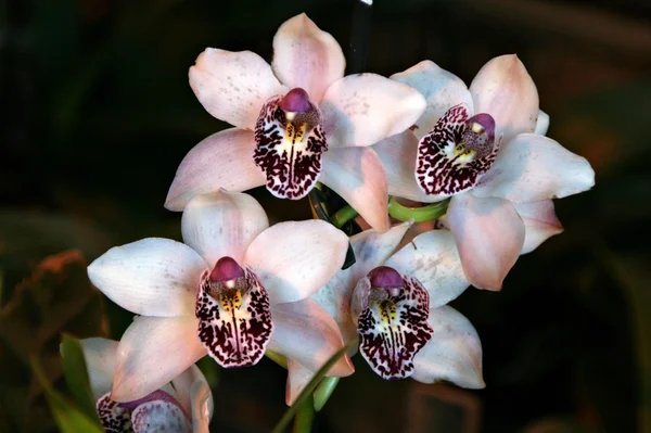 Orkidé i växthus, Ryssland — Stockfoto