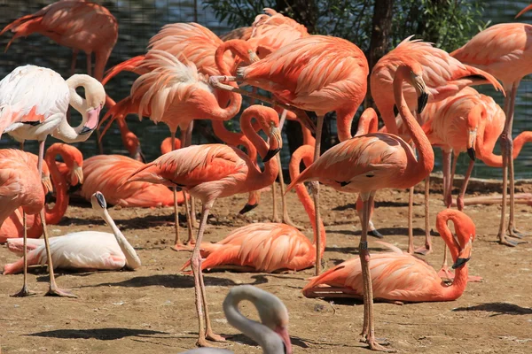 Animals zoo, Moscow, Russia — Stock Photo, Image