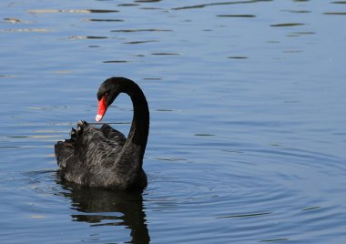 Hayvanat bahçesi hayvanları, Moskova, Rusya Federasyonu