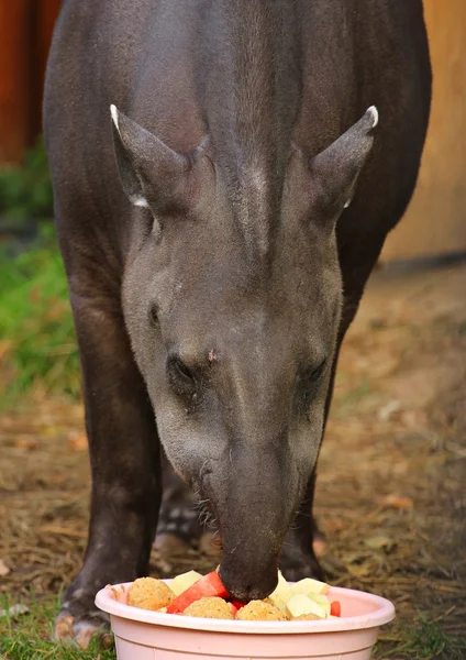 Zvířata chovaná v zoo, Rusko — Stock fotografie