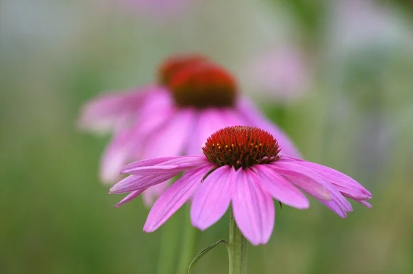 Blumen, Moskau, Russland — Stockfoto