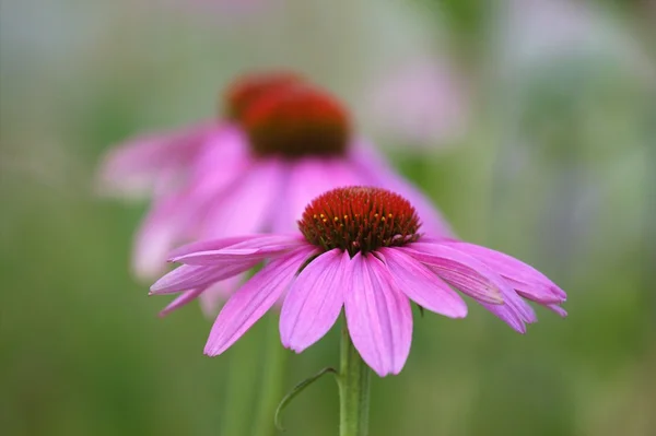 Blumen, Moskau, Russland — Stockfoto