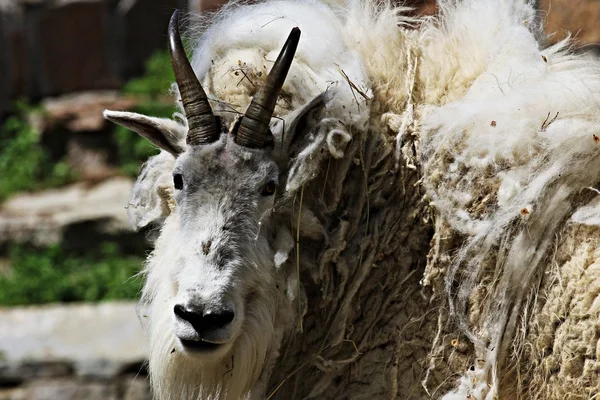 Animali dello zoo, Mosca, Russia — Foto Stock