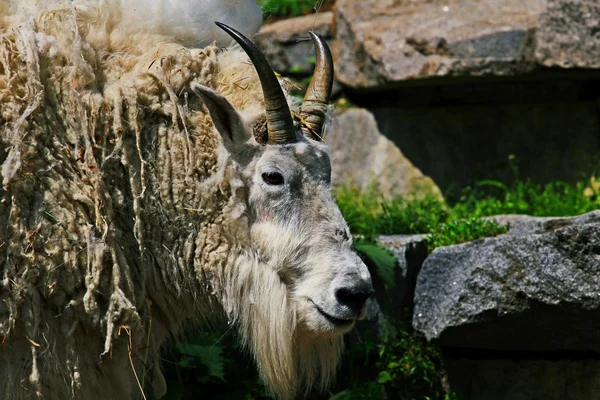 Animali dello zoo, Mosca, Russia — Foto Stock