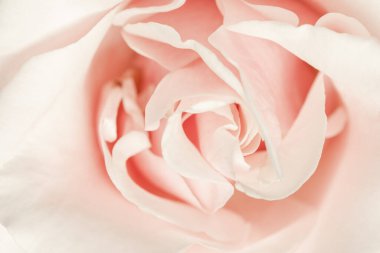 Yumuşak pembe bir gülün yakın çekim makro görüntüsü. Narin yaprakları ve nazik ışığı var. Romantizm, güzellik, zarafet, aşk ve çiçek doğası için idealdir..