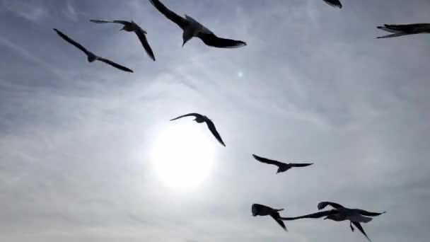 空を飛ぶカモメの鳥のシルエット — ストック動画