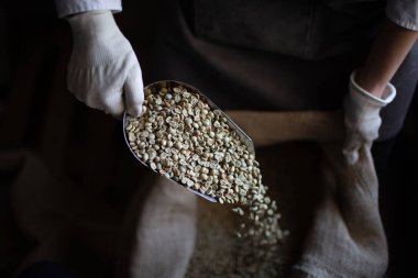 Çuvalda yeşil kahve çekirdekleri ve kepçeli kadın kızartma makinası.