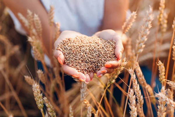 Mani di donna piene di semi di grano maturi in campo di cereali pronti per il raccolto — Foto Stock