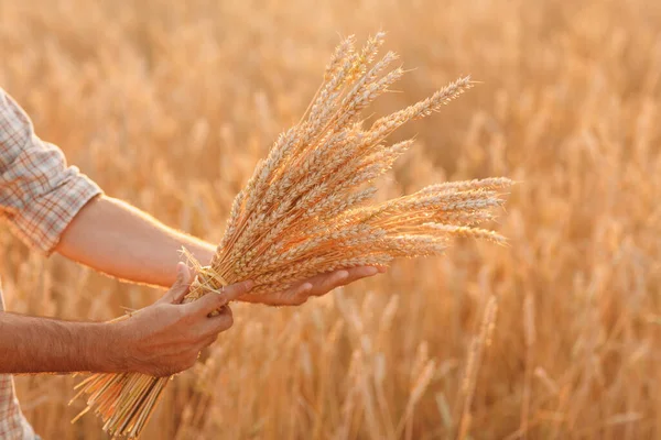 L'uomo contadino tiene un covone di spighe di grano nel campo di cereali al tramonto. Agricoltura e raccolto agricolo, — Foto Stock