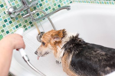 Corgi köpekleri banyoda yıkanır. Hayvan bakımı.